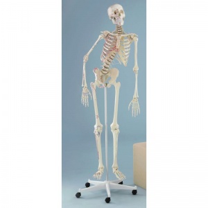 Therapy Model Skeleton Peter